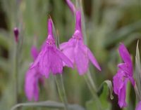 Purple flowers and bluish foliage